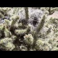 I go for a walk on the nature trail by Hole-in-the-Wall Visitor Centre and pass a Cactus wren nest in a cholla cactus