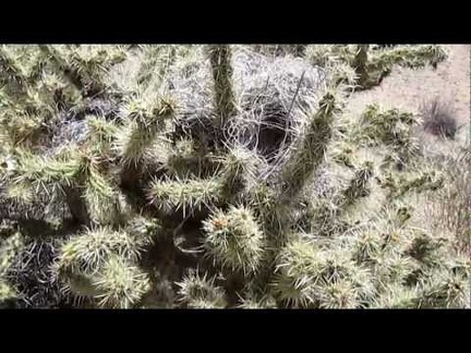 I go for a walk on the nature trail by Hole-in-the-Wall Visitor Centre and pass a Cactus wren nest in a cholla cactus