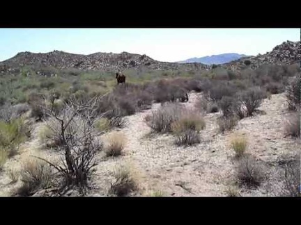 A cow is near my tent this morning; I shoo it away before leaving for the day on today's hike in the Cave Spring area