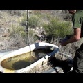 I arrive at Bathtub Spring, Mojave National Preserve and proceed to filter about two gallons of water
