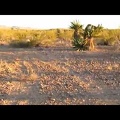 The 10-ton bike follows the tire tracks through the creosote bush scrub