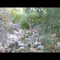 A little bit of bushwhacking as I explore Piute Creek, looking for a nice spot to sit down and filter water