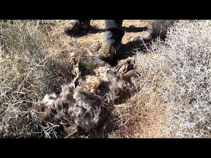 Ken and I chat for a while on the side of Ivanpah Road while his dog discovers roadkill nearby