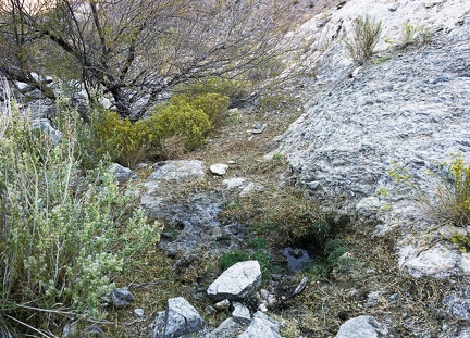 Impact—that tiny spring out in the Death Valley backcountry did contain a wee bit of life-giving water.