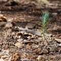 Future pinyon pine tree in the highlands of Death Valley National Park