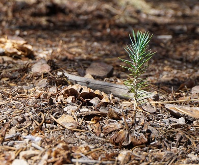 Future pinyon pine tree in the highlands of Death Valley National Park