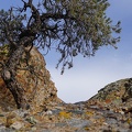 Arching pinyon pine in the highlands of Death Valley National Park.