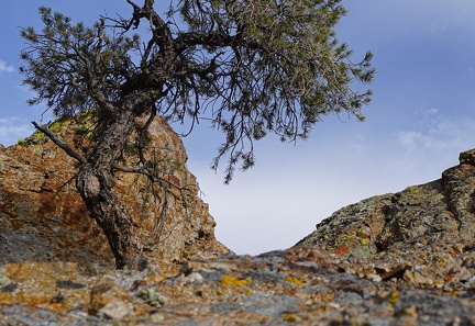 Arching pinyon pine in the highlands of Death Valley National Park.