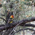 Western tanager