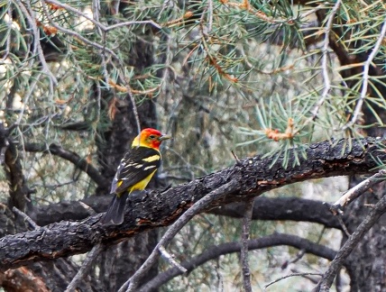 Western tanager