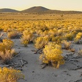 August rabbitbrush bloom