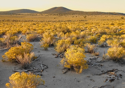 August rabbitbrush bloom