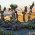 Joshua trees at sunset