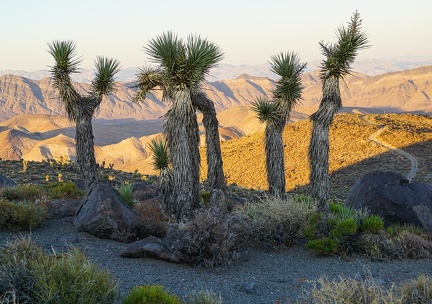 Joshua trees at sunset