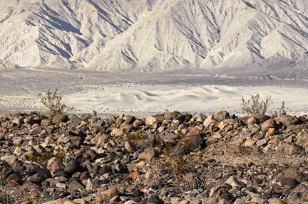 Two creosote bushes take in the view of the dunes, Death Valley National Park