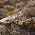 Crouching Joshua tree, ready for the hunt