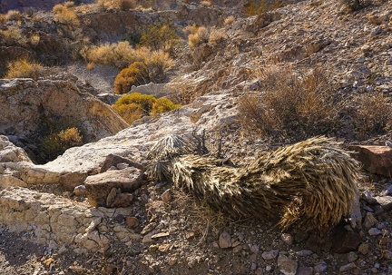 Crouching Joshua tree, ready for the hunt