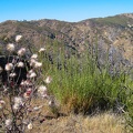 Thistle and snapdragon, Mount Stakes Trail, Henry Coe Park, July 2010