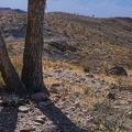 Joshua tree trunk and shadow