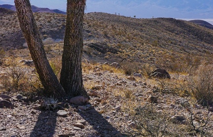 Joshua tree trunk and shadow