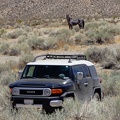 That wild horse stood there watching me for over an hour while I explored the area