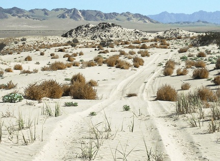 Devil's Playground, Mojave National Preserve