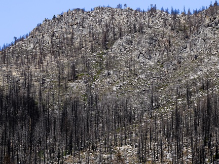 Burned conifers, Stanislaus National Forest, 2020