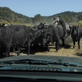 An excited bull mounts a cow (presumably) during a cattle drive down Aurora Canyon Road