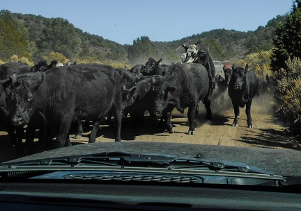 An excited bull mounts a cow (presumably) during a cattle drive down Aurora Canyon Road