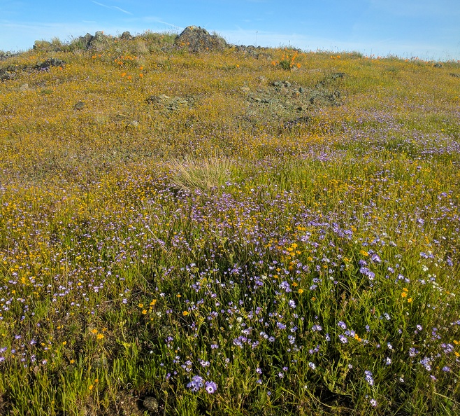 Wildflowers, Willson Peak. Henry Coe State Park, April 15, 2017