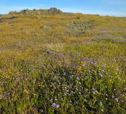 Wildflowers, Willson Peak. Henry Coe State Park, April 15, 2017
