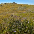 Wildflowers, Willson Peak. Henry Coe State Park, April 15, 2017