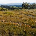 Wildflowers, Willson Peak. Henry Coe State Park, April 15, 2017