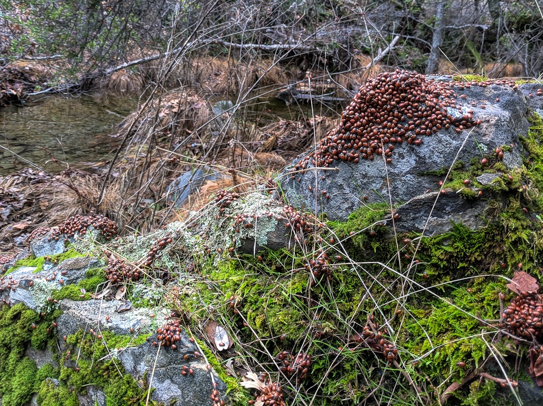 Ladybugs, Coyote Creek