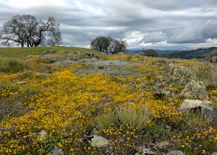 Goldfields, Willson Peak, April 25, 2017