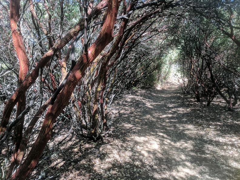 The manzanita tunnel, June 2017