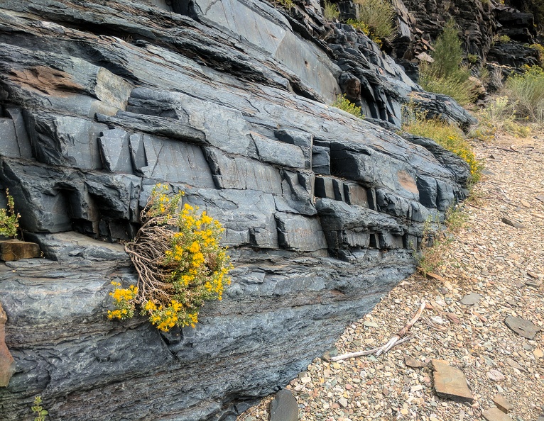 "Bench Canyon" in the White Mountains