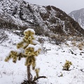 The prickly Death Valley Park snowman