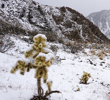 The prickly Death Valley Park snowman