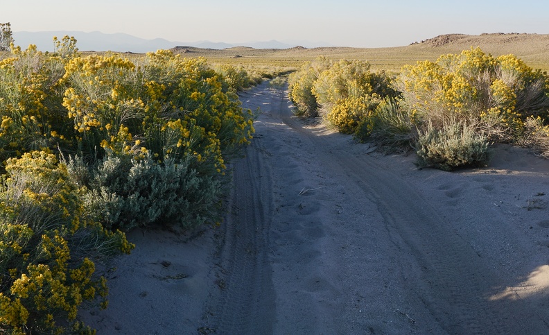 Rabbitbrush, California