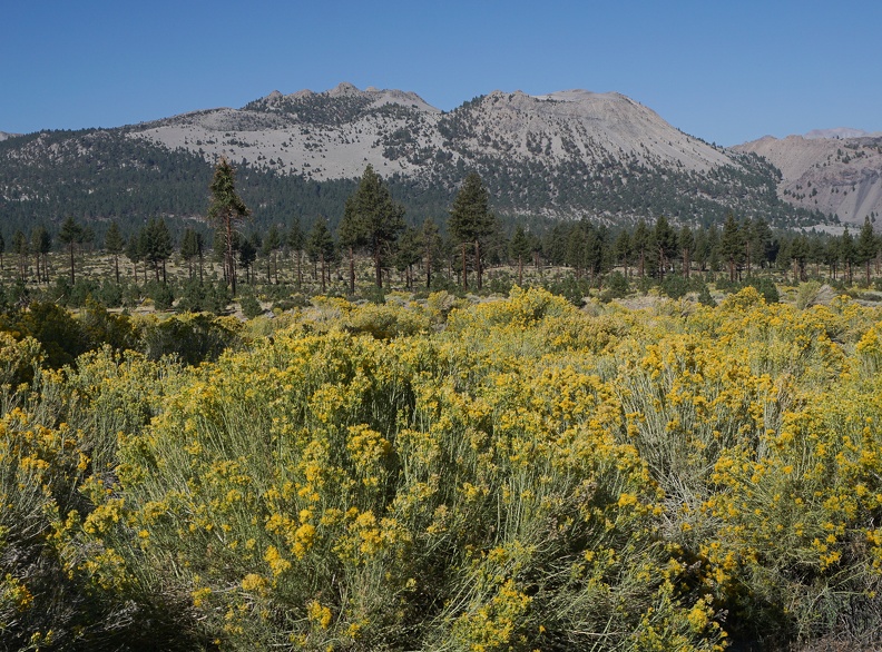 Rabbitbrush and Crater Mountain, Inyo National Forest, California