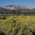 Rabbitbrush and Crater Mountain, Inyo National Forest, California