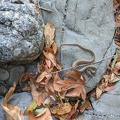 Snake, Henry Coe State Park