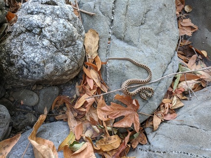 Snake, Henry Coe State Park