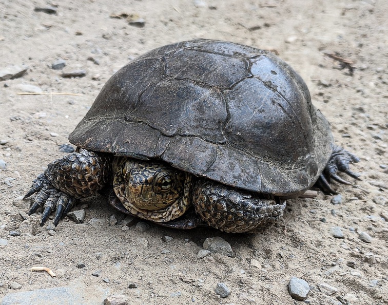 Pond turtle, Henry Coe State Park