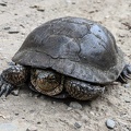 Pond turtle, Henry Coe State Park