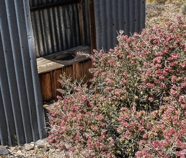 Hopsage and outhouse