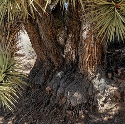 Joshua tree "feet"