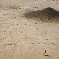 Ant hill on dry lake