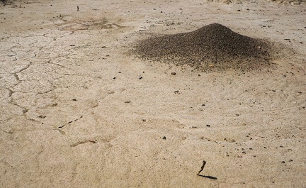 Ant hill on dry lake